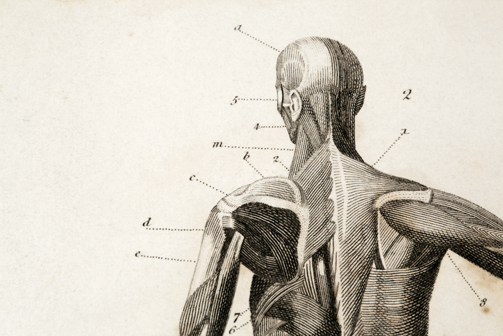 Anatomy Atlas Human body anatomy